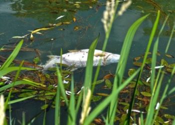 Fischsterben in der Schwarzen Elster