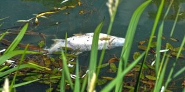Fischsterben in der Schwarzen Elster