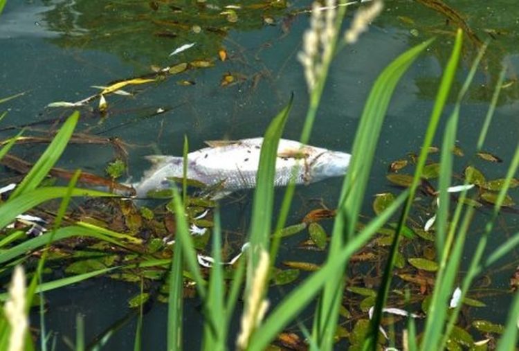 Fischsterben in der Schwarzen Elster