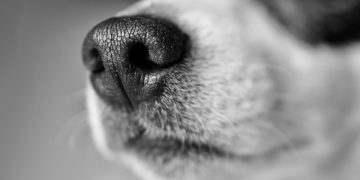 Schönewalde: 45 Pferde, Katzen und Hunde von illegalen Tierzüchtern gerettet