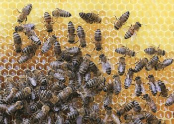 Hinweise für SPN und Cottbus. Amerikanische Faulbrut der Bienen breitet sich aus