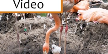 Flamingoküken im Tierpark Cottbus