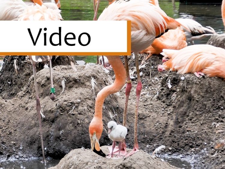 Flamingoküken im Tierpark Cottbus
