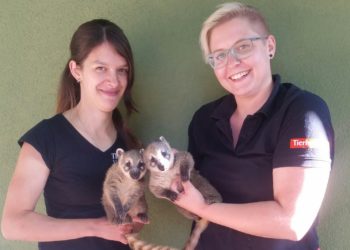 Nasenbärennachwuchs im Finsterwalder Tierpark