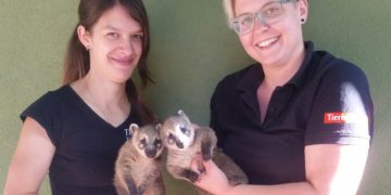 Nasenbärennachwuchs im Finsterwalder Tierpark