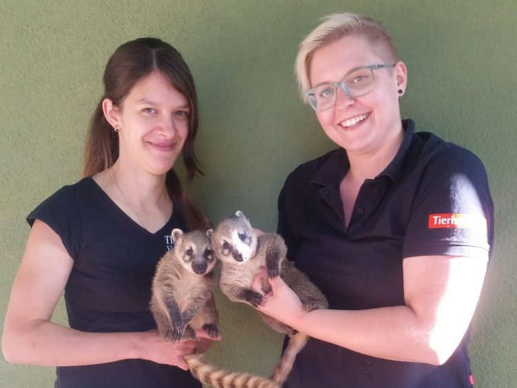 Nasenbärennachwuchs im Finsterwalder Tierpark