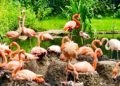 1,5 Mio. Euro für den Cottbuser Tierpark gesammelt. Förderer laden zum Jubiläum