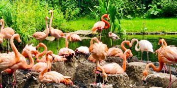 1,5 Mio. Euro für den Cottbuser Tierpark gesammelt. Förderer laden zum Jubiläum