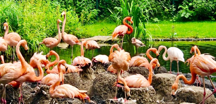 1,5 Mio. Euro für den Cottbuser Tierpark gesammelt. Förderer laden zum Jubiläum