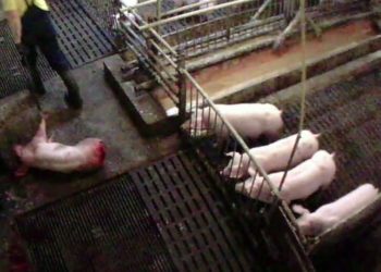 Animal Rights Watch e.V. (ARIWA)