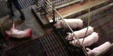 Animal Rights Watch e.V. (ARIWA)