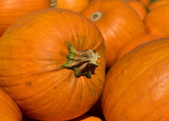 240 Hektar Brandenburger Kürbisse. Besonders zu Halloween begehrt