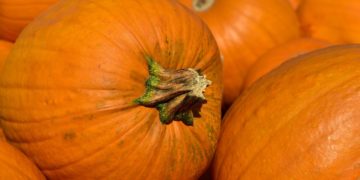 240 Hektar Brandenburger Kürbisse. Besonders zu Halloween begehrt