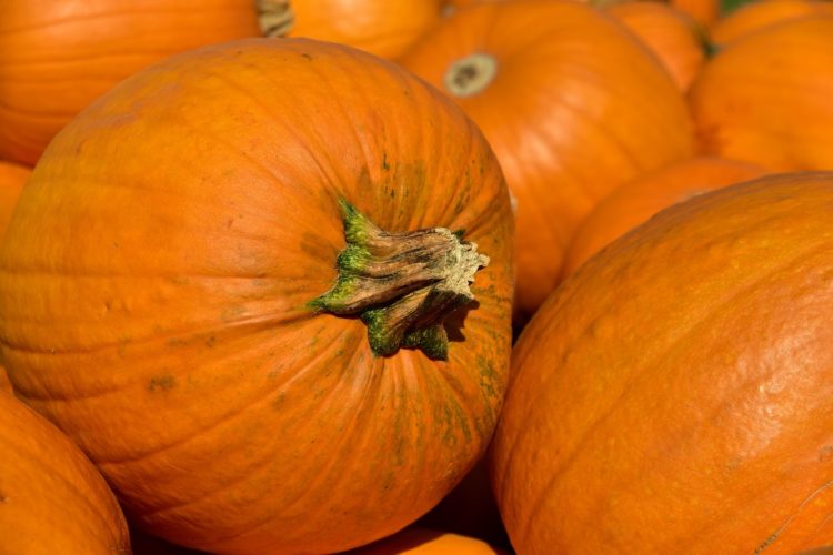 240 Hektar Brandenburger Kürbisse. Besonders zu Halloween begehrt