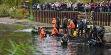 Abfischen Peitz Hälterteich
