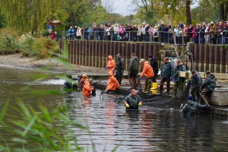 Abfischen Peitz Hälterteich