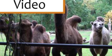 Neuer Kamelunterstand im Tierpark Cottbus