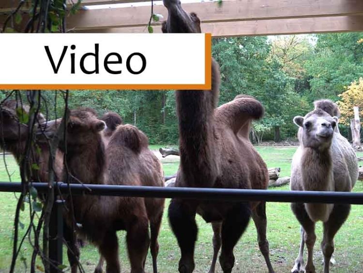 Neuer Kamelunterstand im Tierpark Cottbus