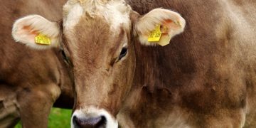 Ausgebrochene Kühe auf Tour durch Görlitz. Gleissperrung nötig