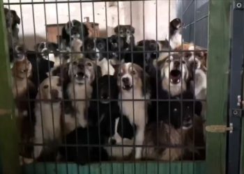 Cottbuserin brachte Hunde nach Polen. Tierschützer retten 300 Tiere