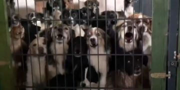 Cottbuserin brachte Hunde nach Polen. Tierschützer retten 300 Tiere