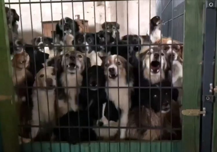 Cottbuserin brachte Hunde nach Polen. Tierschützer retten 300 Tiere