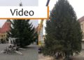 Weihnachtsbaumaufstellung in Calau und Senftenberg