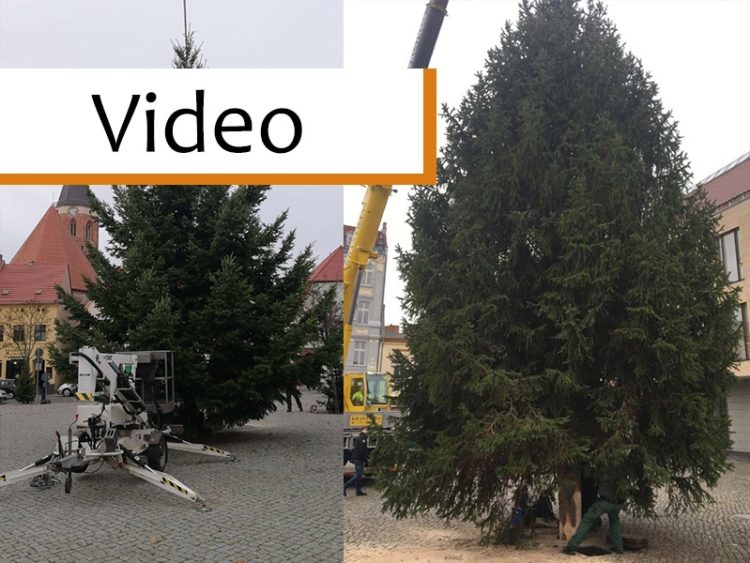 Weihnachtsbaumaufstellung in Calau und Senftenberg