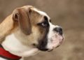 Spreewitz: Hund beißt Mann und 2-Jährigen in Bein und Gesicht