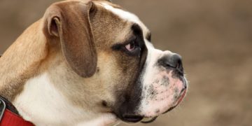 Spreewitz: Hund beißt Mann und 2-Jährigen in Bein und Gesicht