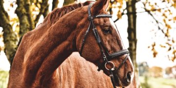 Tierseuche West-Nil-Virus im Landkreis Spree-Neiße und Cottbus aufgetreten