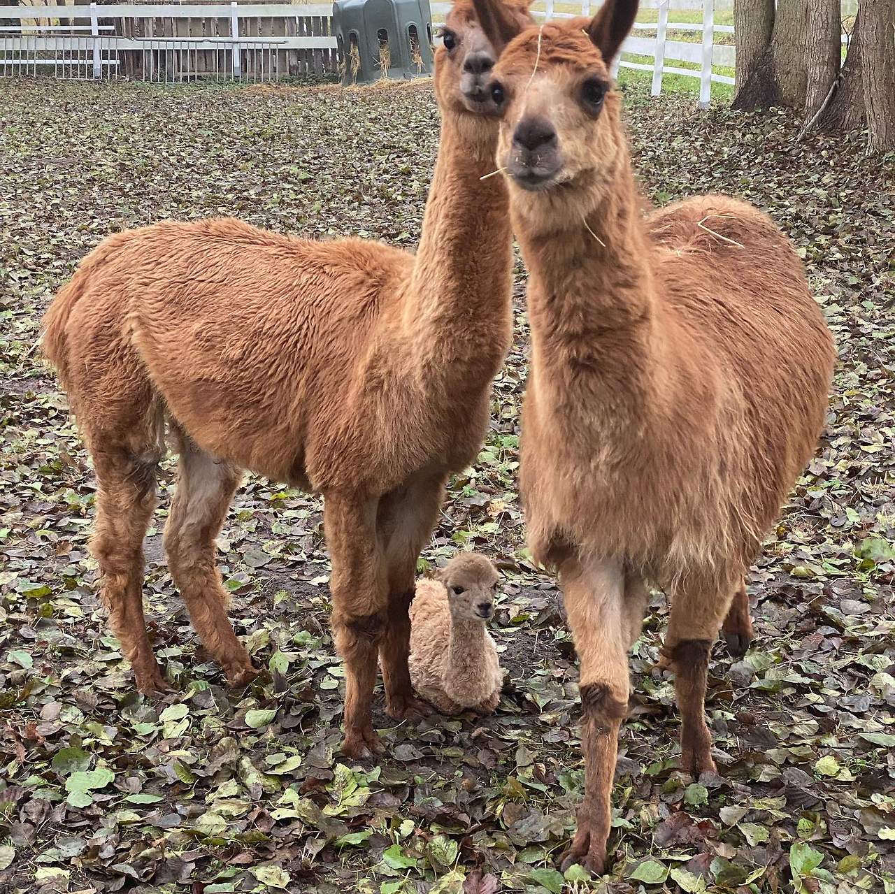 Das Alpakababy mit ihren Eltern; Streichelzoo am Landhotel Burg im Spreewald