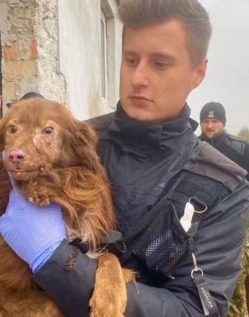 Cottbuserin brachte Hunde nach Polen. Tierschützer retten 300 Tiere
