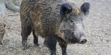 Afrikanische Schweinepest an deutscher Grenze. Maßnahmen werden verstärkt