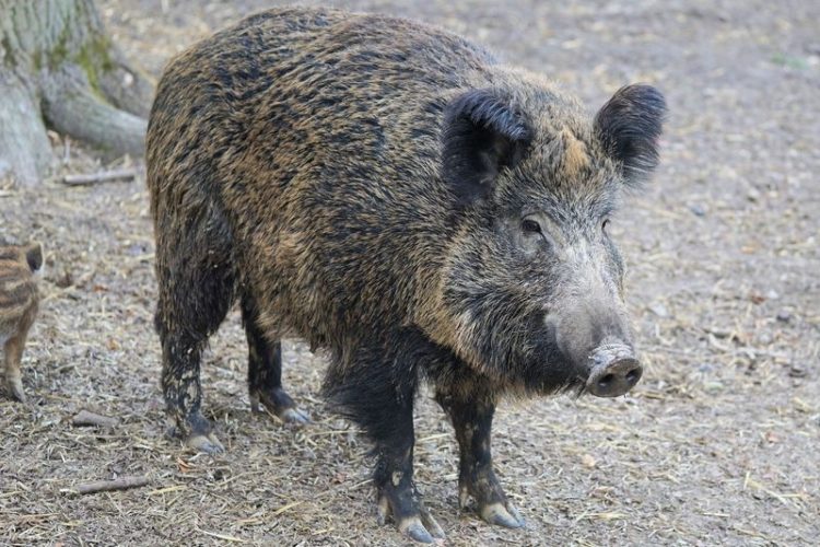 Afrikanische Schweinepest an deutscher Grenze. Maßnahmen werden verstärkt