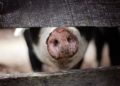 Schweinepest kommt näher. Schweinehalter sollen sich beim Veterinäramt melden