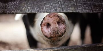 Schweinepest kommt näher. Schweinehalter sollen sich beim Veterinäramt melden