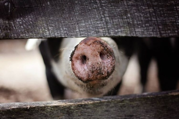 Schweinepest kommt näher. Schweinehalter sollen sich beim Veterinäramt melden