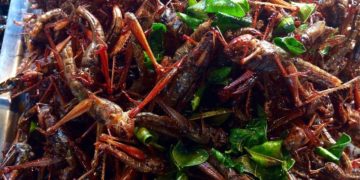 Insekten essen: gute Nährwerte, hoher Preis