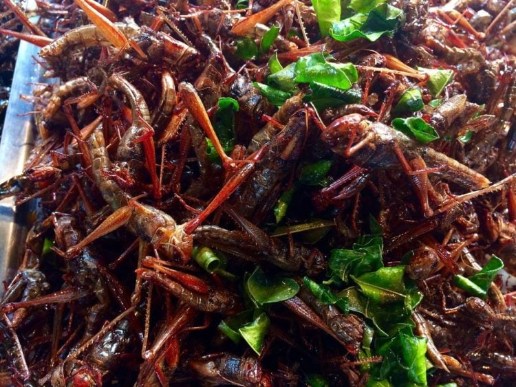 Insekten essen: gute Nährwerte, hoher Preis