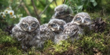 Zoo Hoyerswerda wildert erneut Steinkauz aus