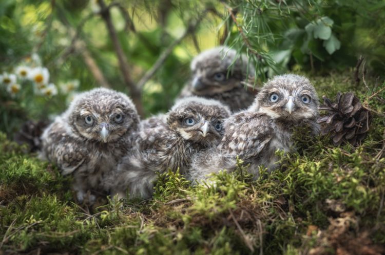 Zoo Hoyerswerda wildert erneut Steinkauz aus