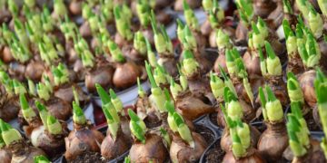 Fridays for Future: Ortrander Schüler wollen 5.000 Blumenzwiebeln pflanzen