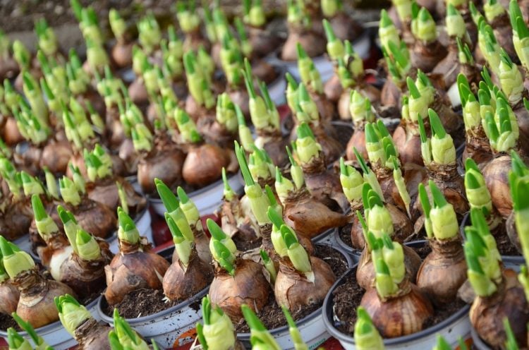 Fridays for Future: Ortrander Schüler wollen 5.000 Blumenzwiebeln pflanzen