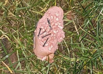 Tierheim Cottbus und Tierschutz Cottbus e.V.