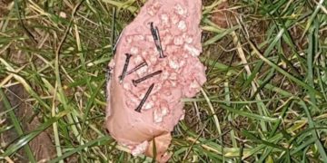 Tierheim Cottbus und Tierschutz Cottbus e.V.