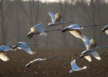 © rihaij_pixabay.de