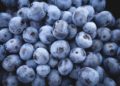 Kulturheidelbeeren bestimmten 2019 Brandenburgs Strauchbeerenanbau