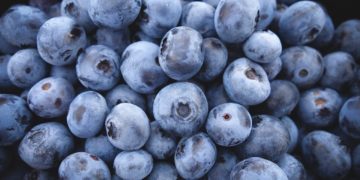 Kulturheidelbeeren bestimmten 2019 Brandenburgs Strauchbeerenanbau