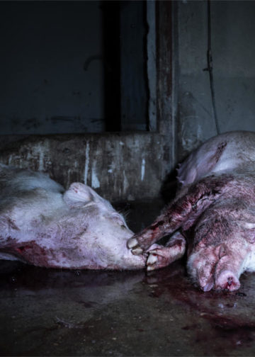 Tote Sauen im Schweinemastbetrieb in Kölsa; Quelle: ARIWA